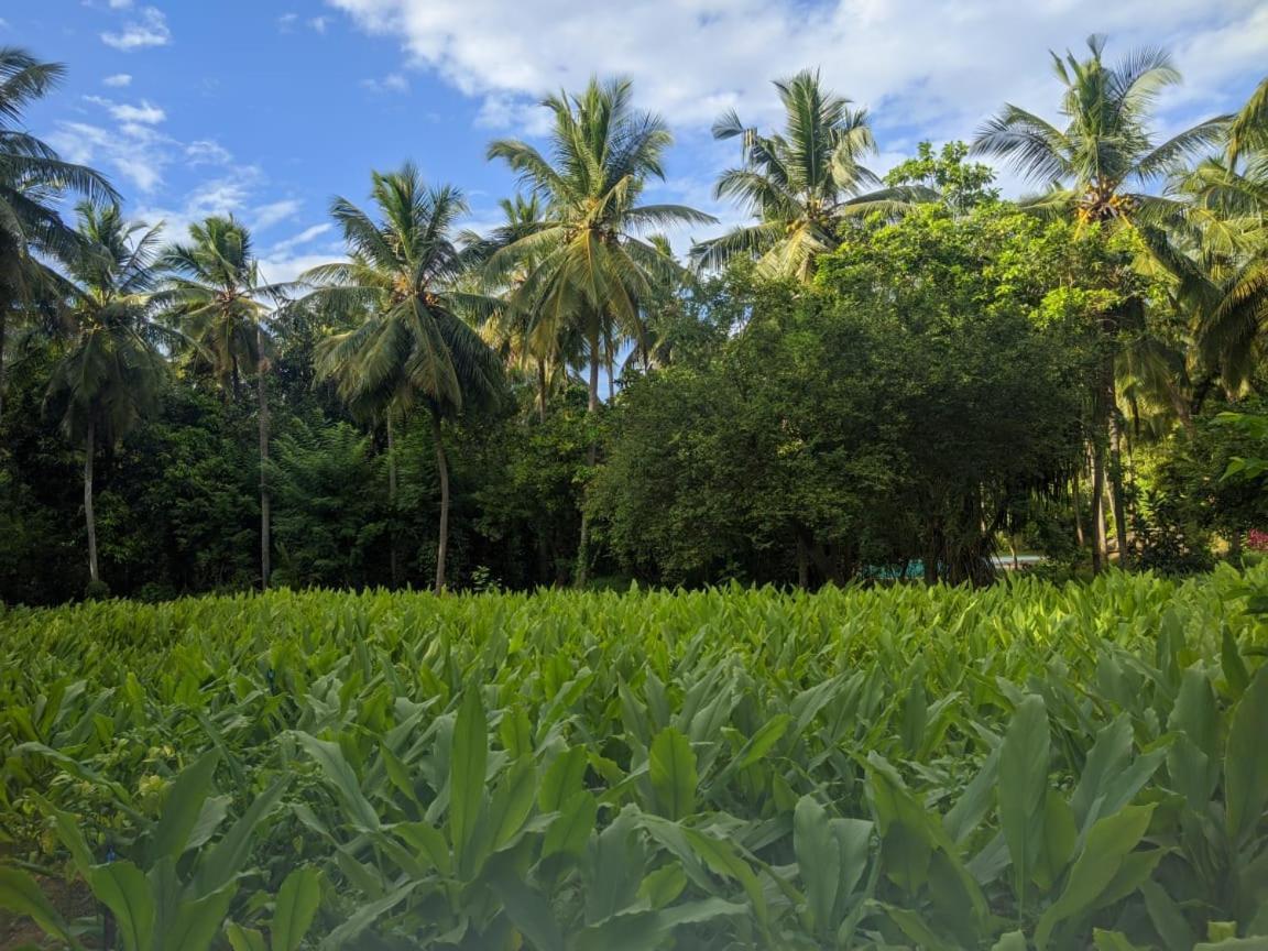 Soba Lanka Holiday Resort Melsiripura ภายนอก รูปภาพ