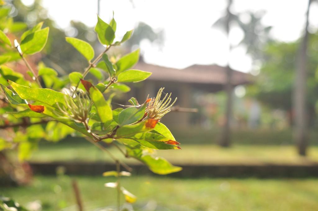 Soba Lanka Holiday Resort Melsiripura ภายนอก รูปภาพ