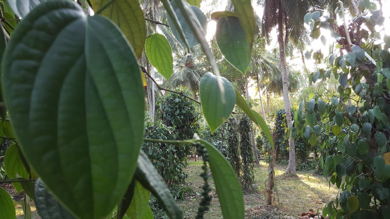 Soba Lanka Holiday Resort Melsiripura ภายนอก รูปภาพ
